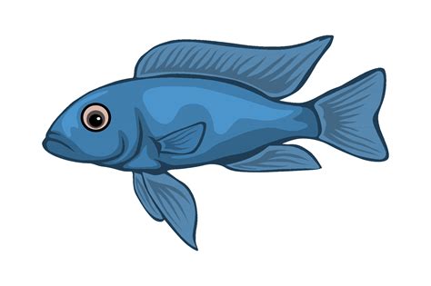 Fish illustrations for education and art