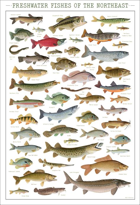 Fish posters for decorative purposes