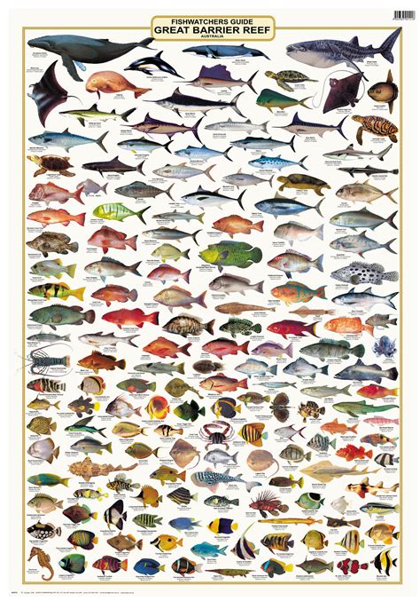 Fish species guide for aquarium enthusiasts