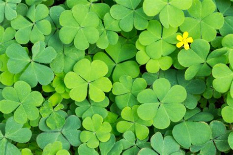 Four Leaf Clover Education