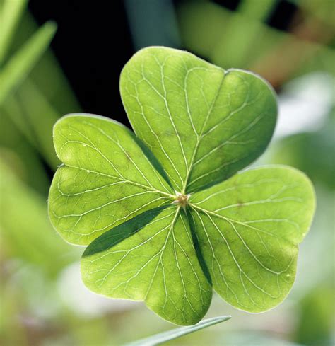 Four Leaf Clover Picture Image