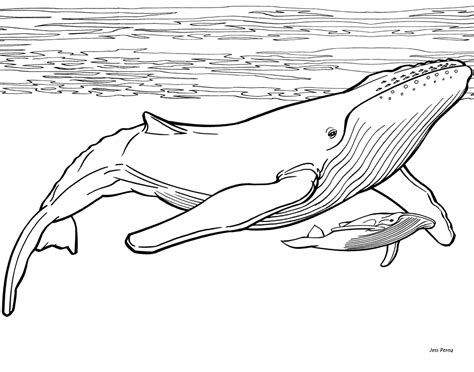 Free Whale Coloring Pages for Adults