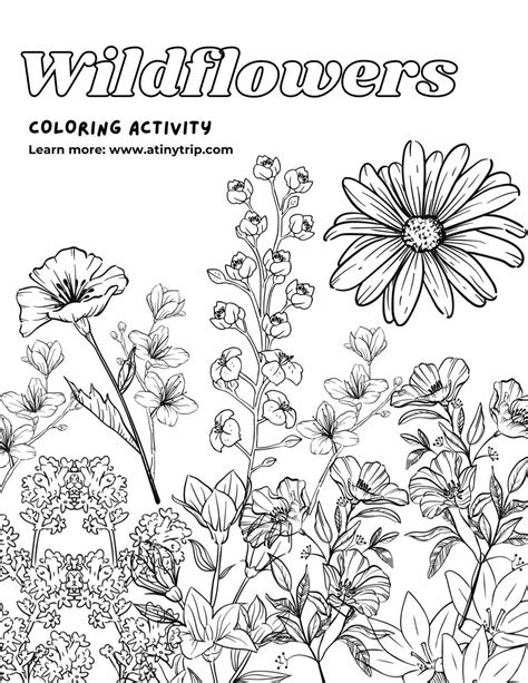 Description of Free wildflower coloring pages