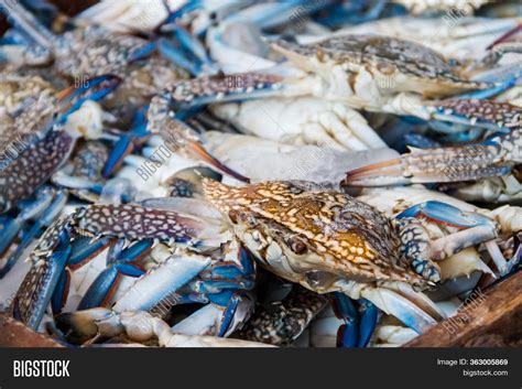 Fresh Blue Crabs