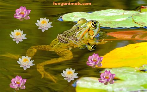 Benefits of Frog Craft Templates