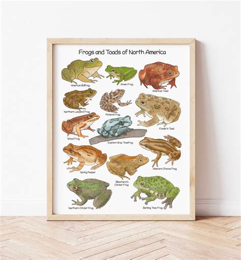 Frog Educational Prints