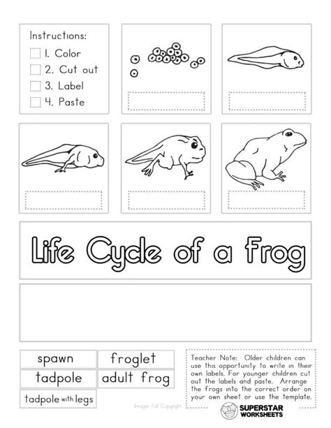 Frog Worksheets