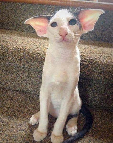 Funny Cat Ears