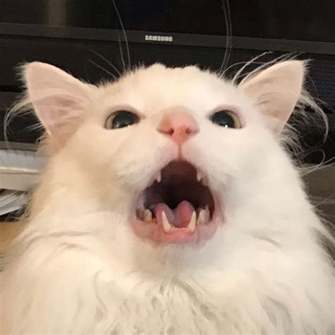 Funny Yelling Cat Meme Template