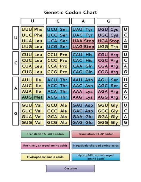 The Genetic Code