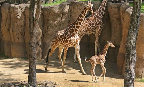 Giraffes roaming in a zoo