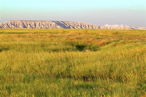 Grassland biome