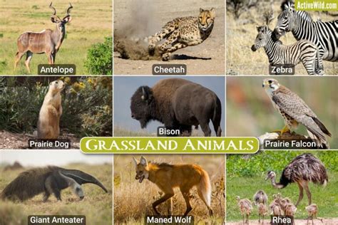 Grassland mammals