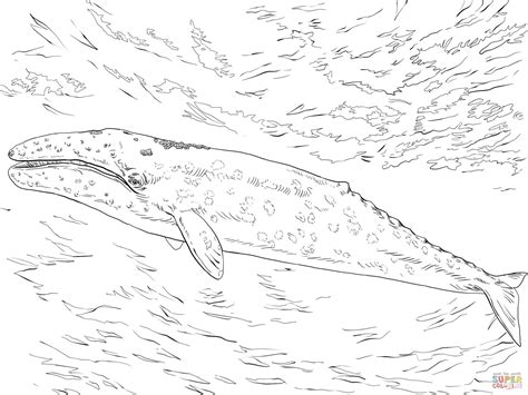 Gray Whale Coloring Page