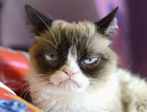 Grumpy Cat Image