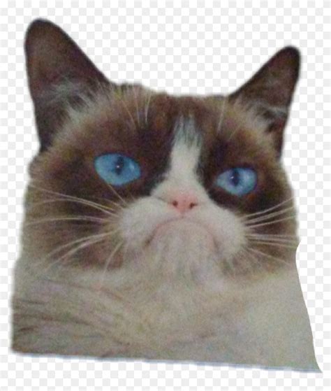 Grumpy cat stickers