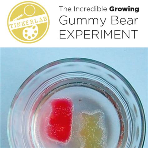 Gummy Bear Experiment Image 10