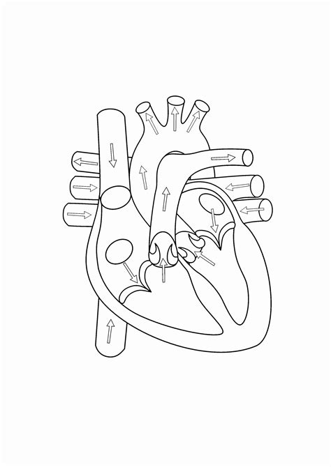 Heart Anatomy Coloring Pages