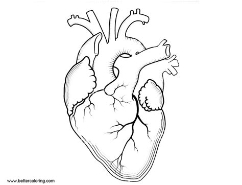 Heart Anatomy Coloring Pages for Adults