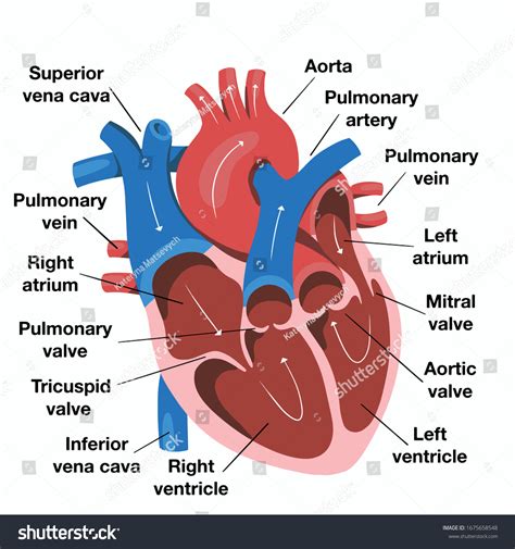 Heart Anatomy Diagrams