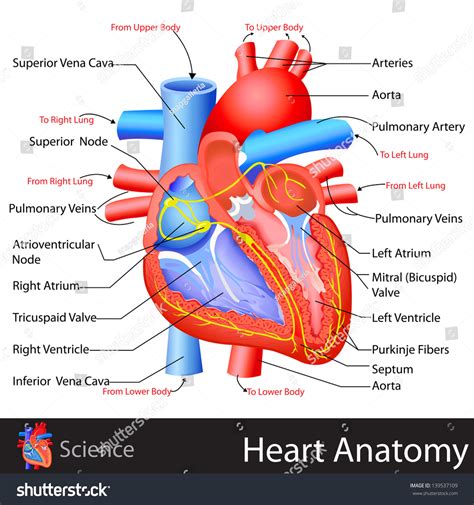 Heart Anatomy Illustrations