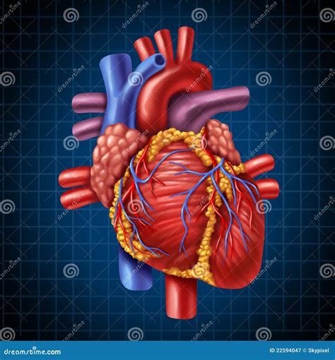 Heart Anatomy Pictures