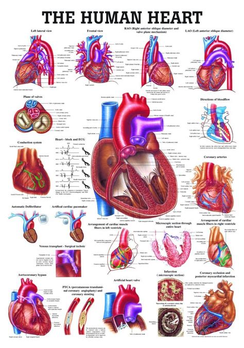 Heart Anatomy Prints