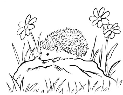 Hedgehog coloring pages