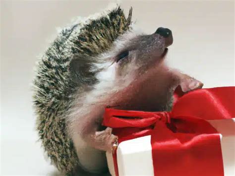 Hedgehog gift