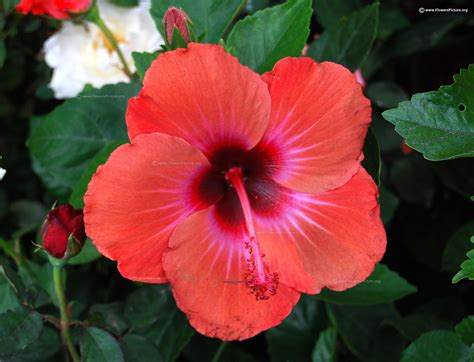 Hibiscus Flowers