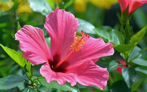 Hibiscus JPEG