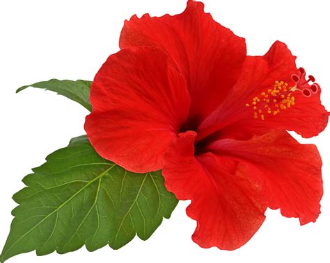 Hibiscus PNG