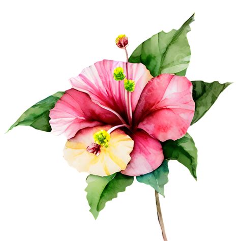 Hibiscus Watercolor Templates