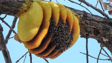 Honey Bee Colony