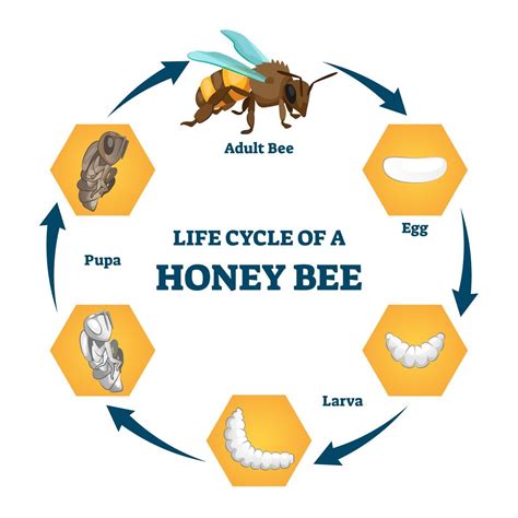 Honey Bee Life Cycle Conclusion