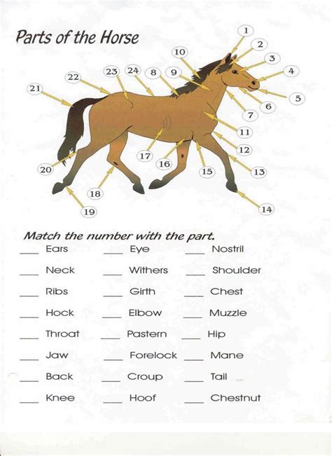 Horse Activity Sheets