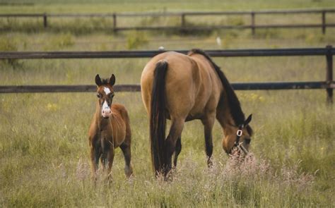 Basics of Horse Breeding