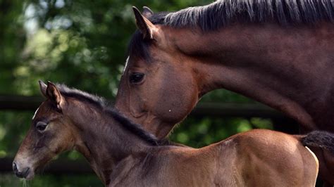 Horse Breeding