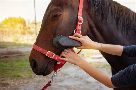 Horse Care