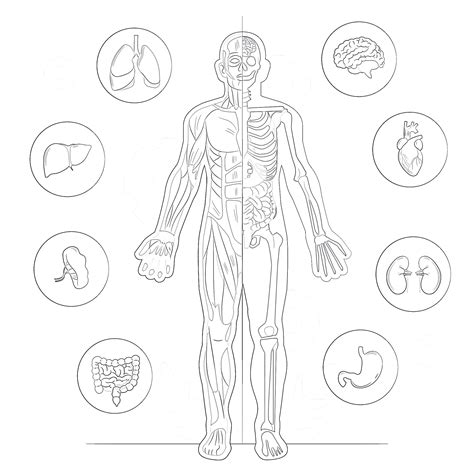 Human Anatomy Coloring Pages