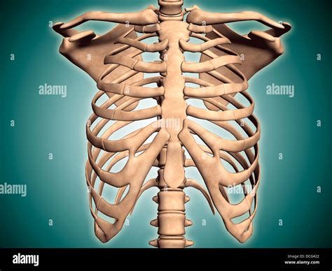 Human Rib Cage