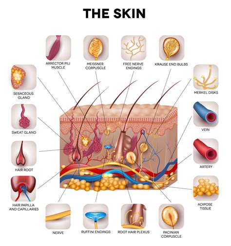 Human Skin Diagram Illustrations