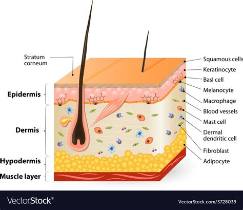 Human Skin Diagram Templates