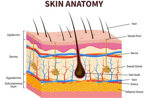 Human Skin Structure