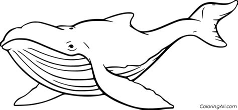 Humpback Whale Coloring Page