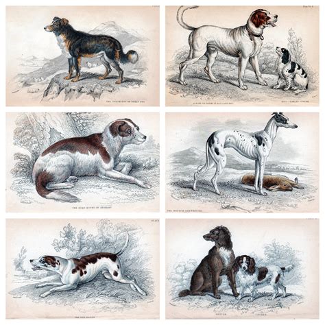 Hunting Dog Prints