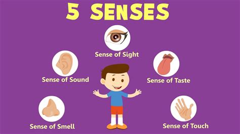 Importance of Teaching the 5 Senses