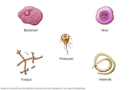 Description of Infectious Agent