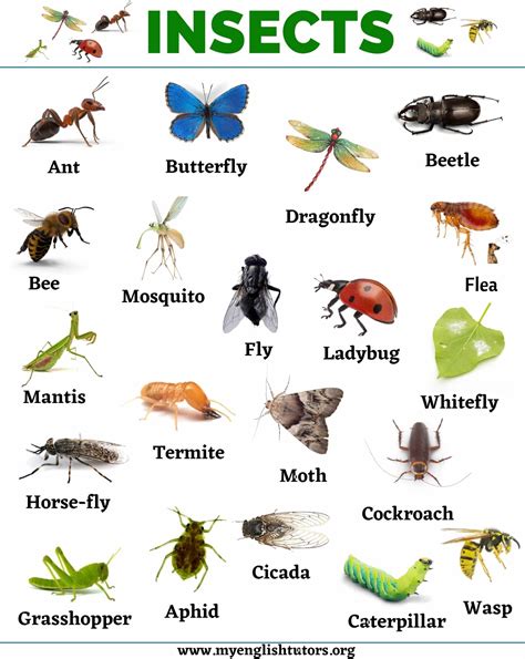 Insect Animals