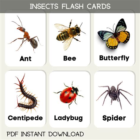 Insect flashcard education